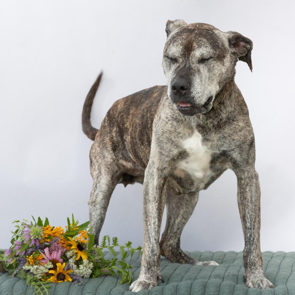 Enlarge Millie, a Adoptable Terrier in Chattanooga, TN image 3/6
