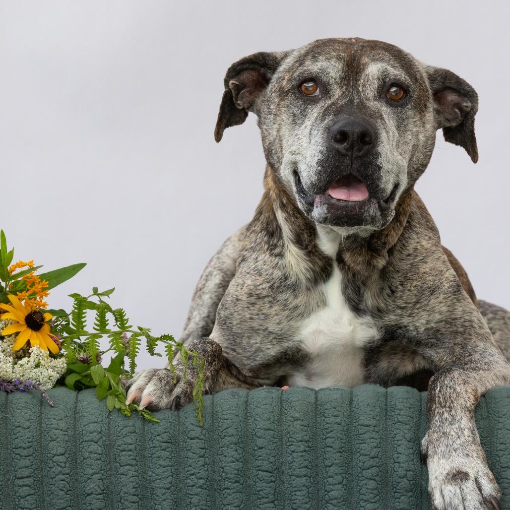 Enlarge Millie, a Adoptable Terrier in Chattanooga, TN image 4/6