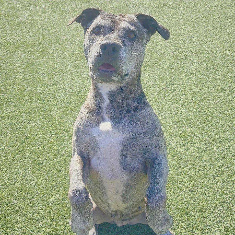 Enlarge Millie, a Adoptable Terrier in Chattanooga, TN image 2/3