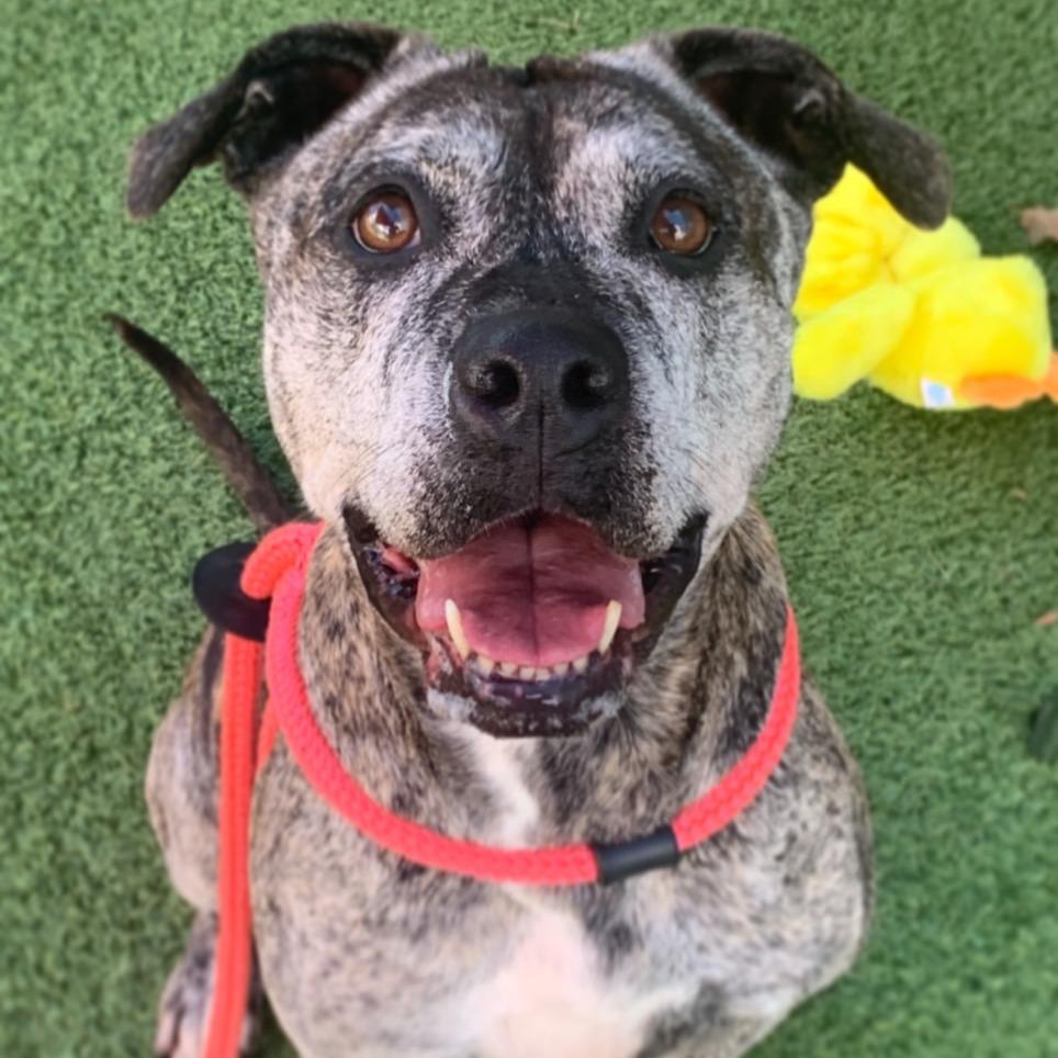 Enlarge Millie, a Adoptable Terrier in Chattanooga, TN image 3/3