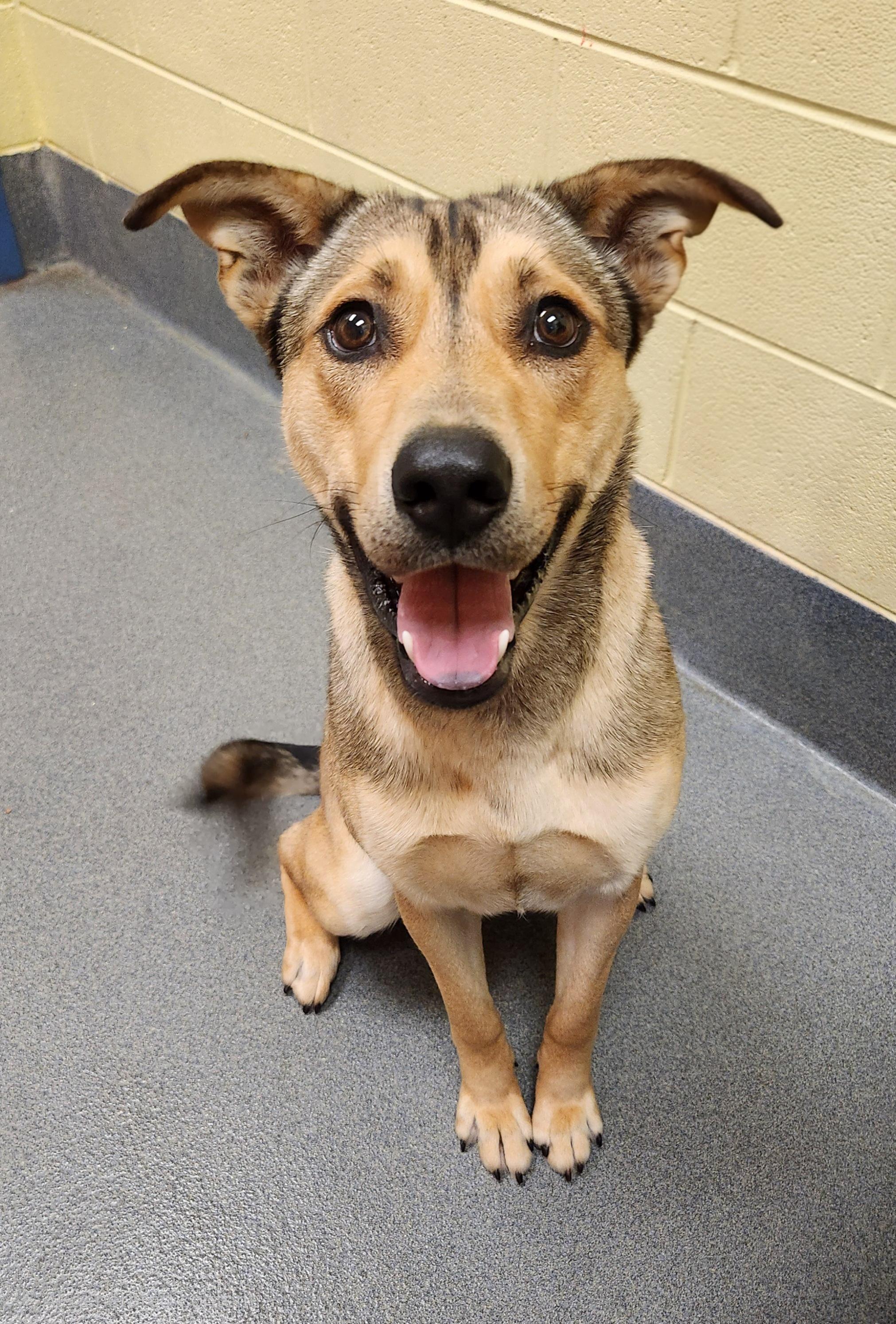 Enlarge sweet Millner, a ADOPTABLE mixed breed in Amherst, VA image 5/6