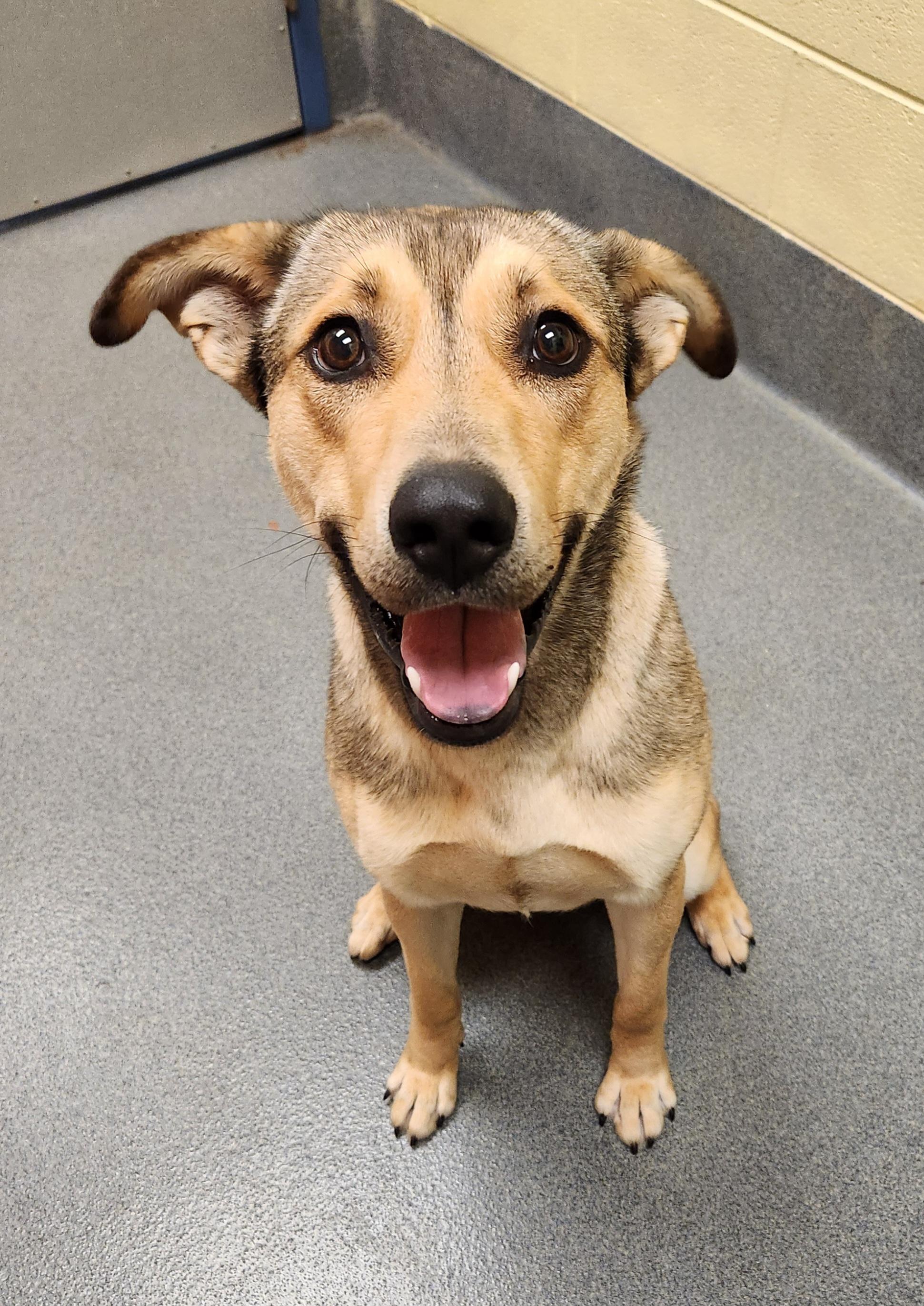 Enlarge sweet Millner, a ADOPTABLE mixed breed in Amherst, VA image 1/6