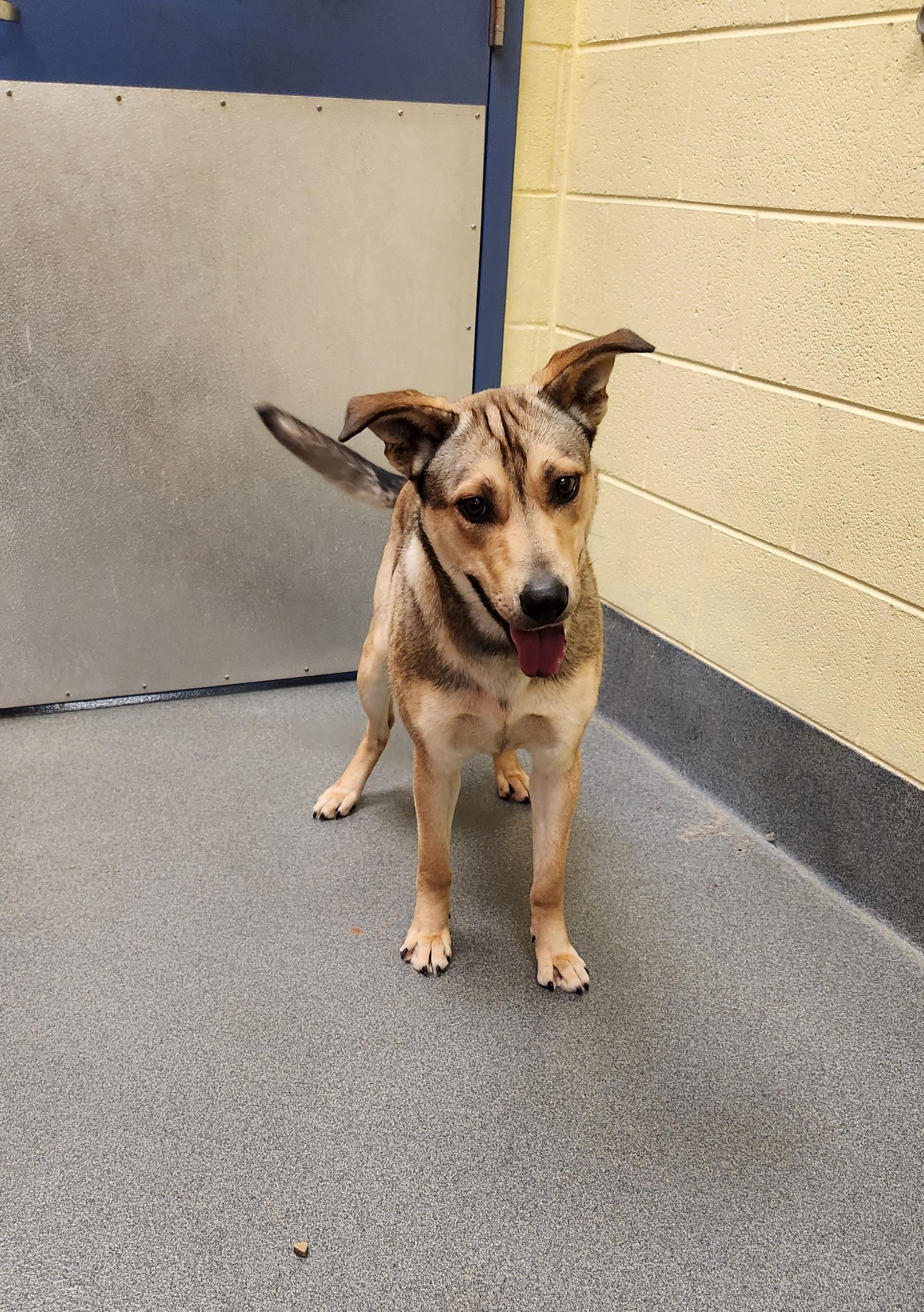 Enlarge sweet Millner, a ADOPTABLE mixed breed in Amherst, VA image 6/6