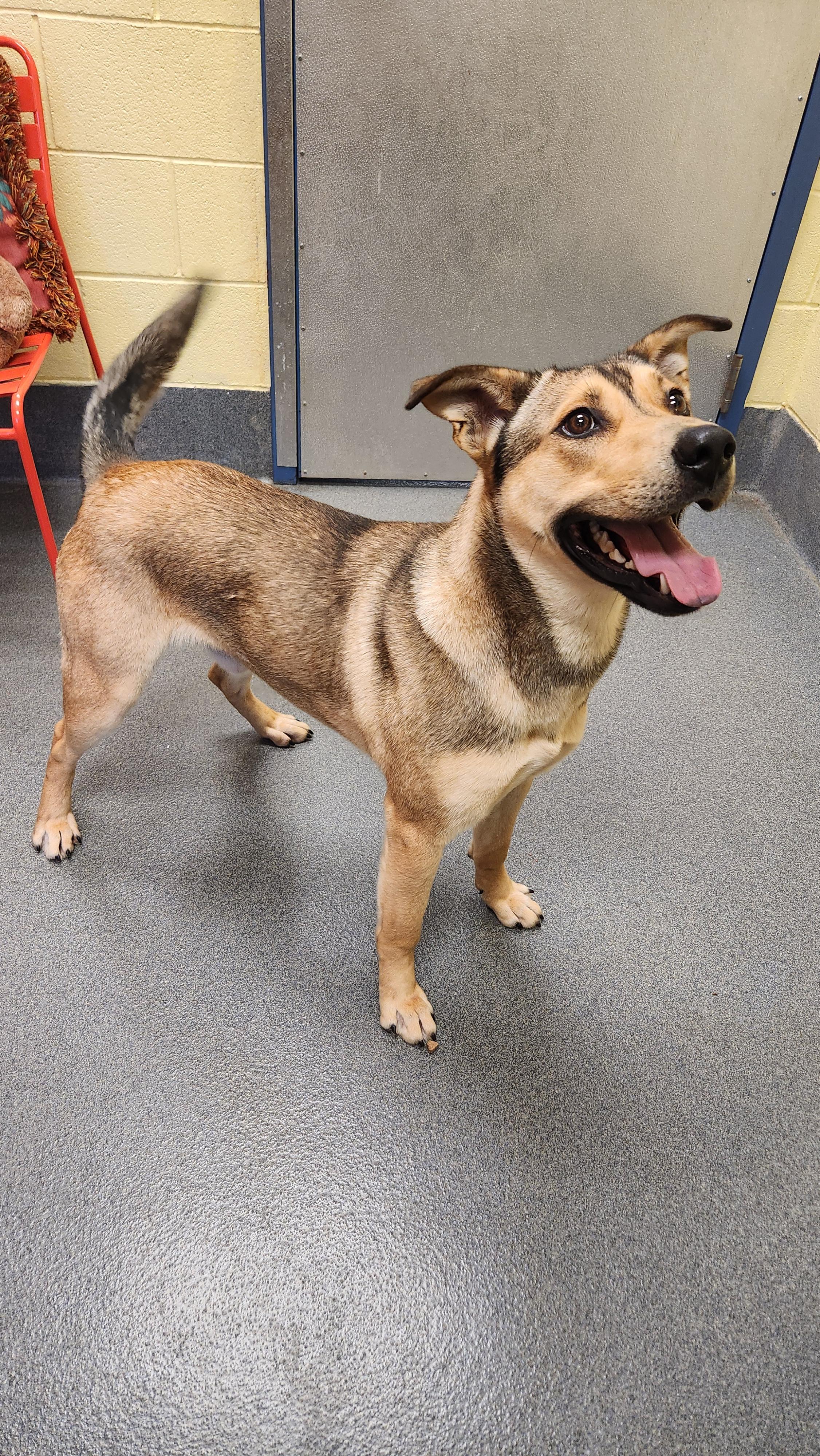 Enlarge sweet Millner, a ADOPTABLE mixed breed in Amherst, VA image 4/6