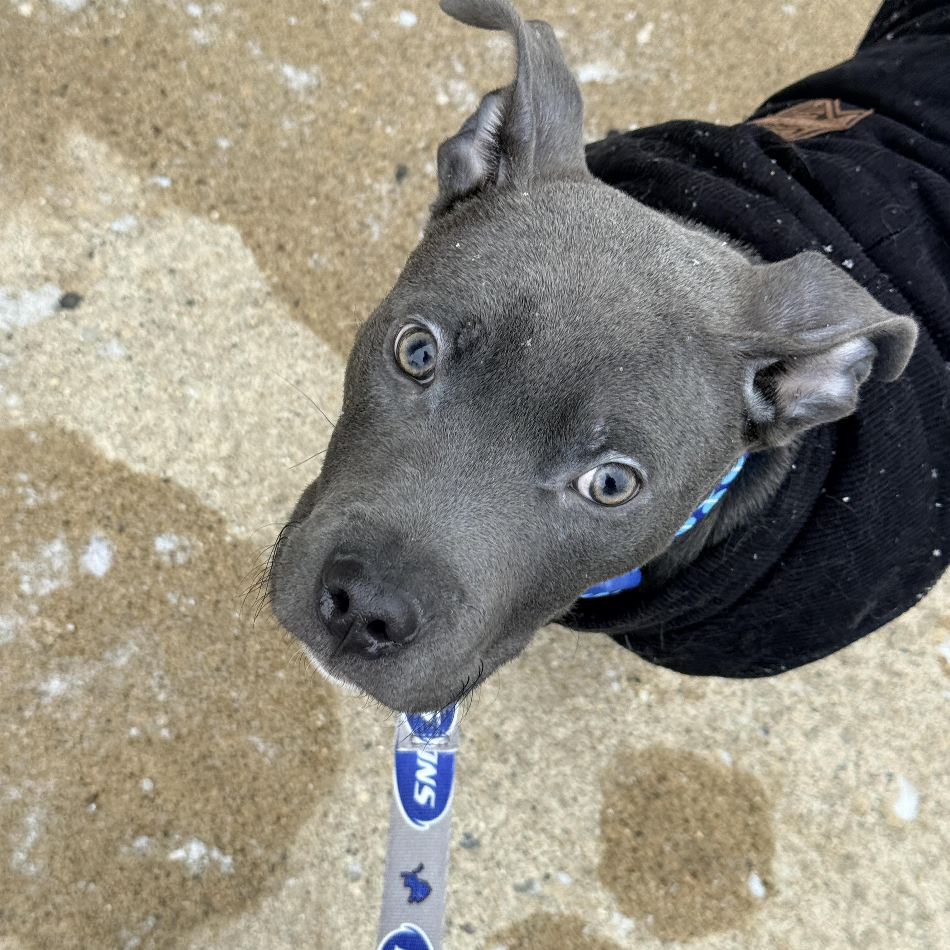Enlarge Kobe , a ADOPTABLE Pit Bull Terrier in Pleasant Ridge, MI image 2/2