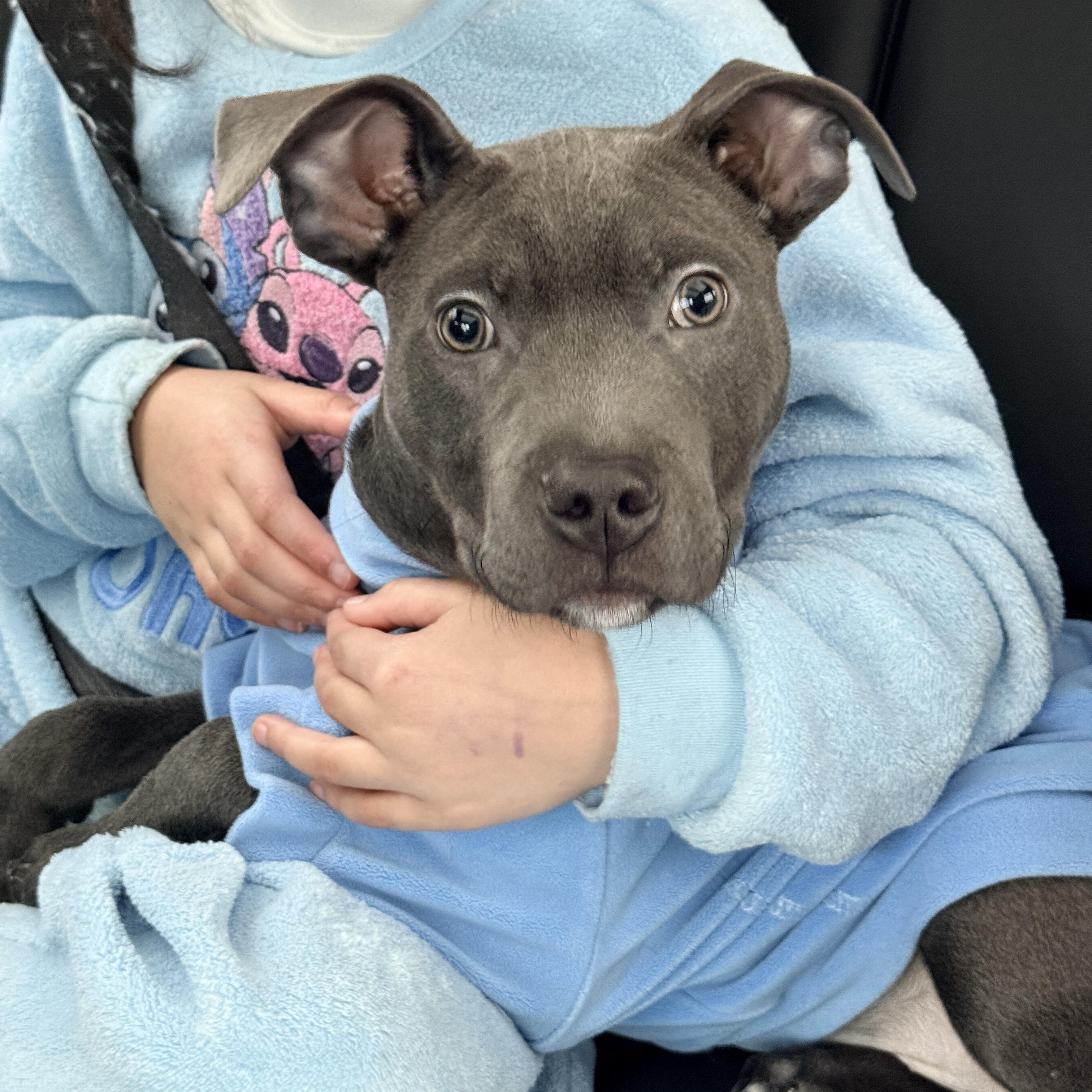 Kobe , ADOPTABLE, Puppy Male Pit Bull Terrier.