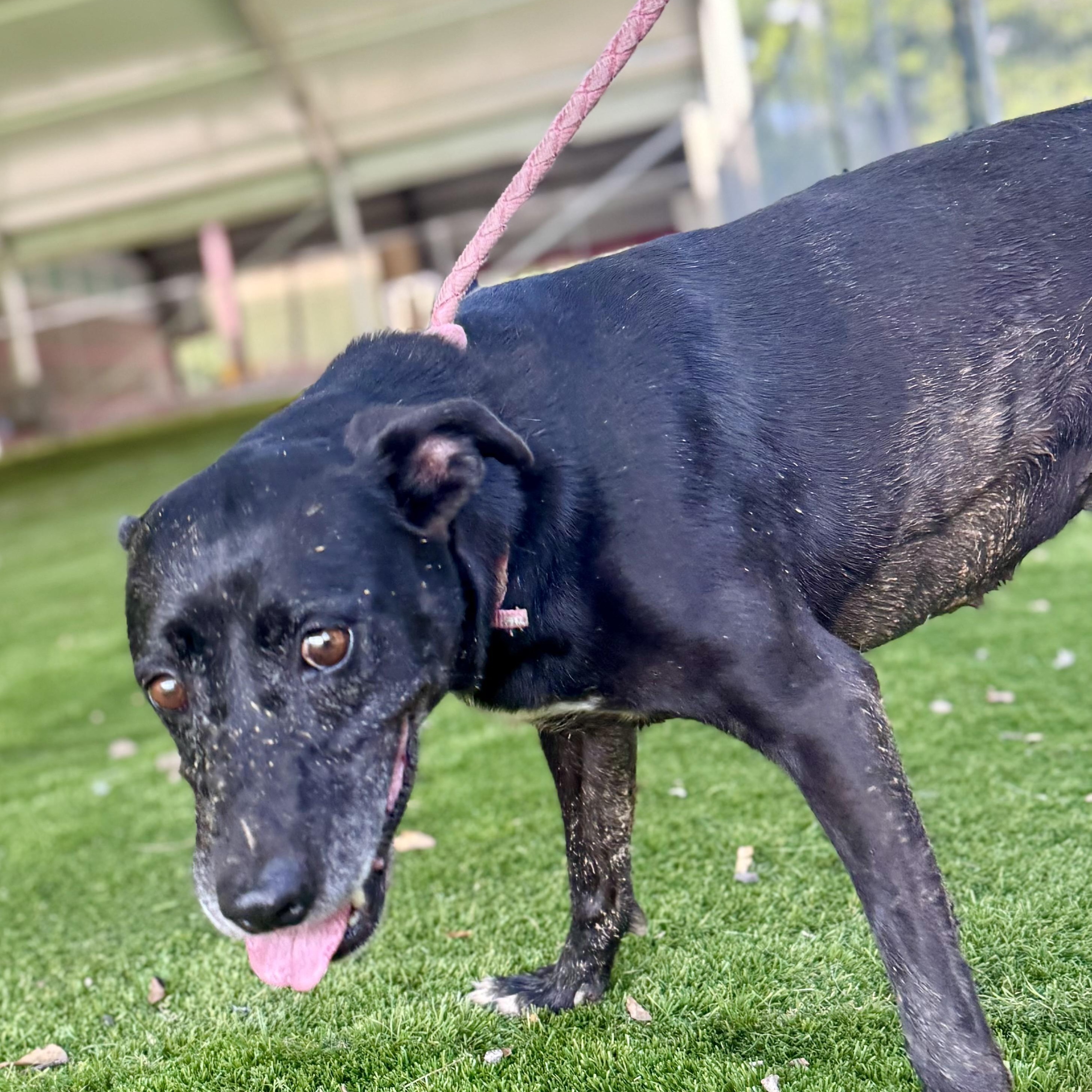 Roxy, Adoptable, Adult Female Labrador Retriever & Terrier.