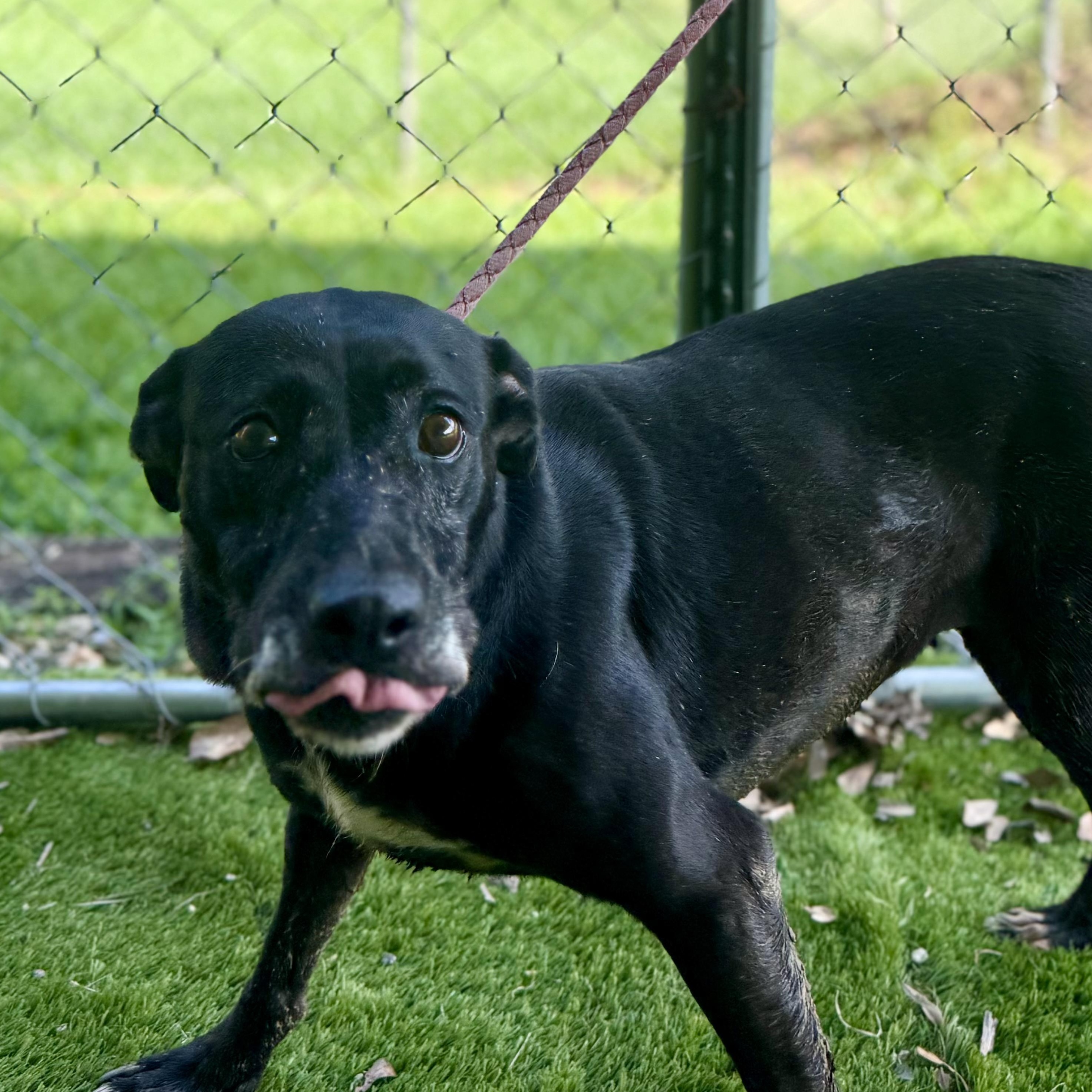 Roxy, Adoptable, Adult Female Labrador Retriever & Terrier.