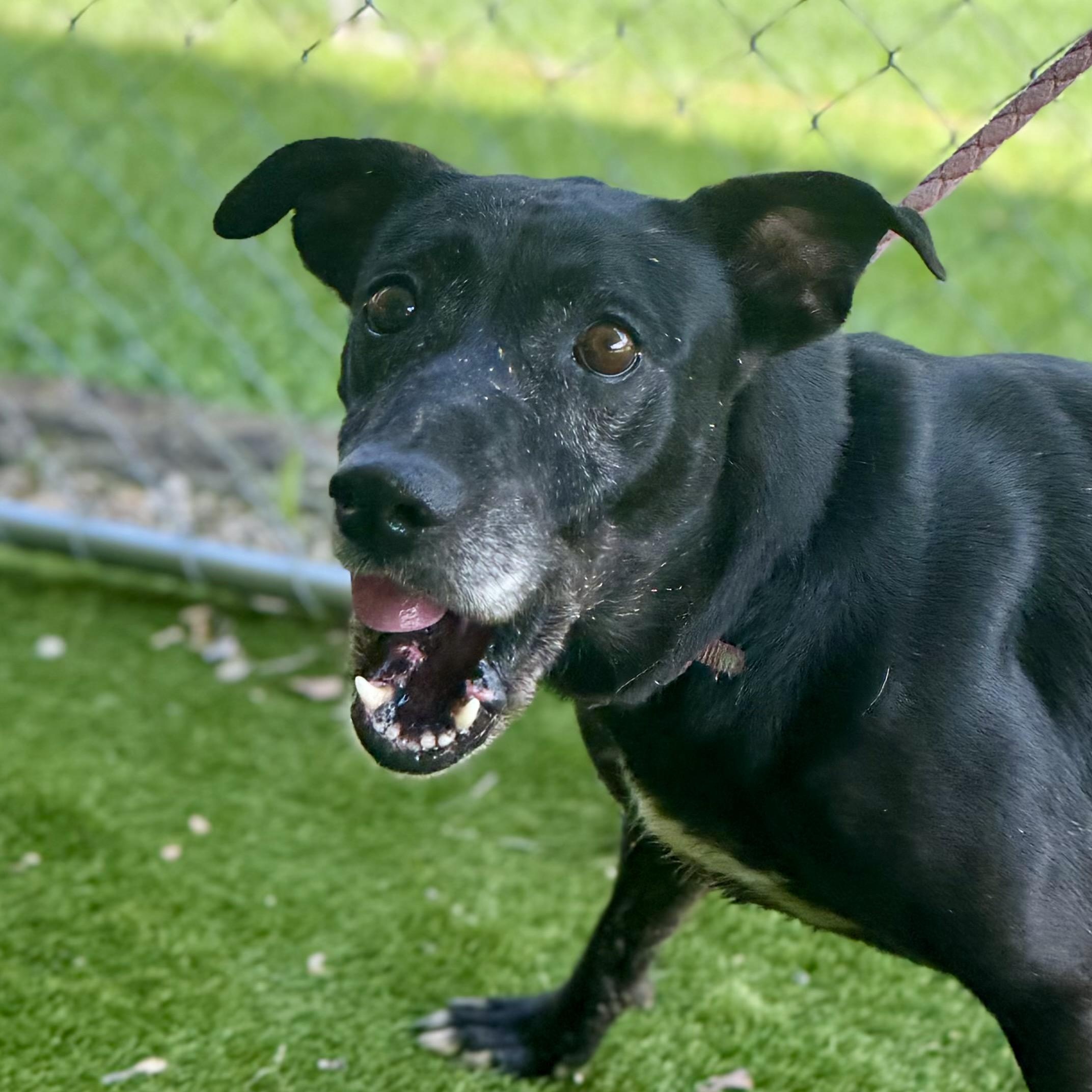 Enlarge Roxy, a Adoptable mixed breed in Des Moines , IA image 4/6