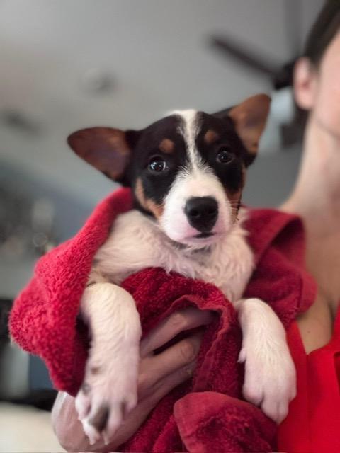 Enlarge Paloma, an adopted mixed breed in Manhasset, NY image 5/6