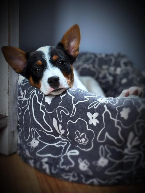 Enlarge Paloma, an adopted mixed breed in Manhasset, NY image 2/6