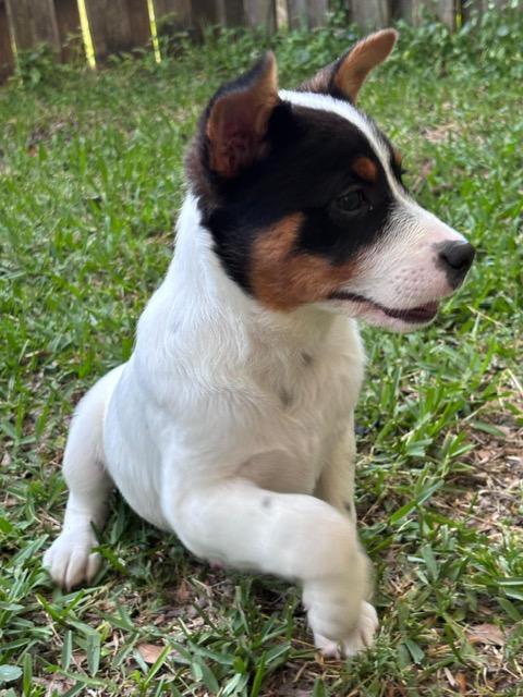 Enlarge Paloma, an adopted mixed breed in Manhasset, NY image 6/6