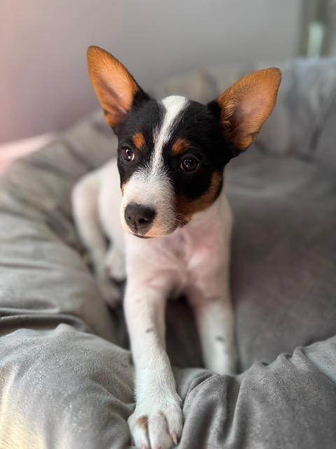 Paloma, adopted, Puppy Female Australian Cattle Dog / Blue Heeler.