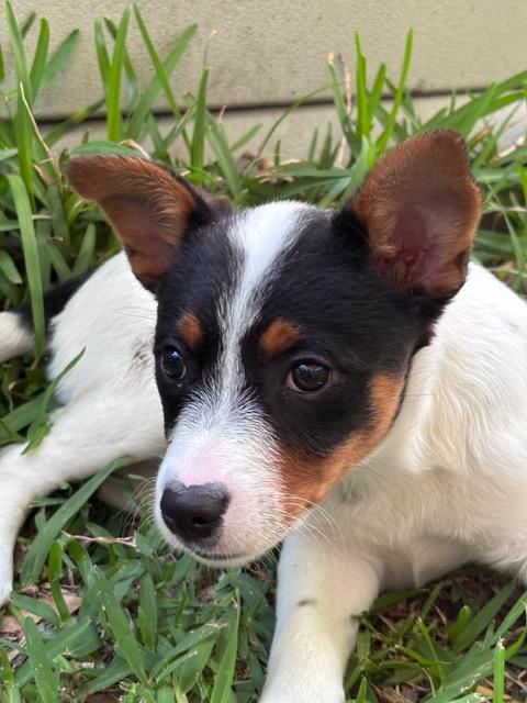 Enlarge Paloma, an adopted mixed breed in Manhasset, NY image 4/6