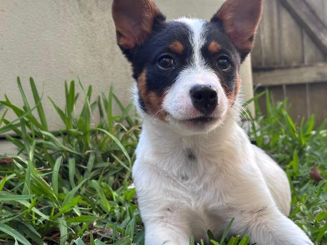 Enlarge Paloma, an adopted mixed breed in Manhasset, NY image 3/6