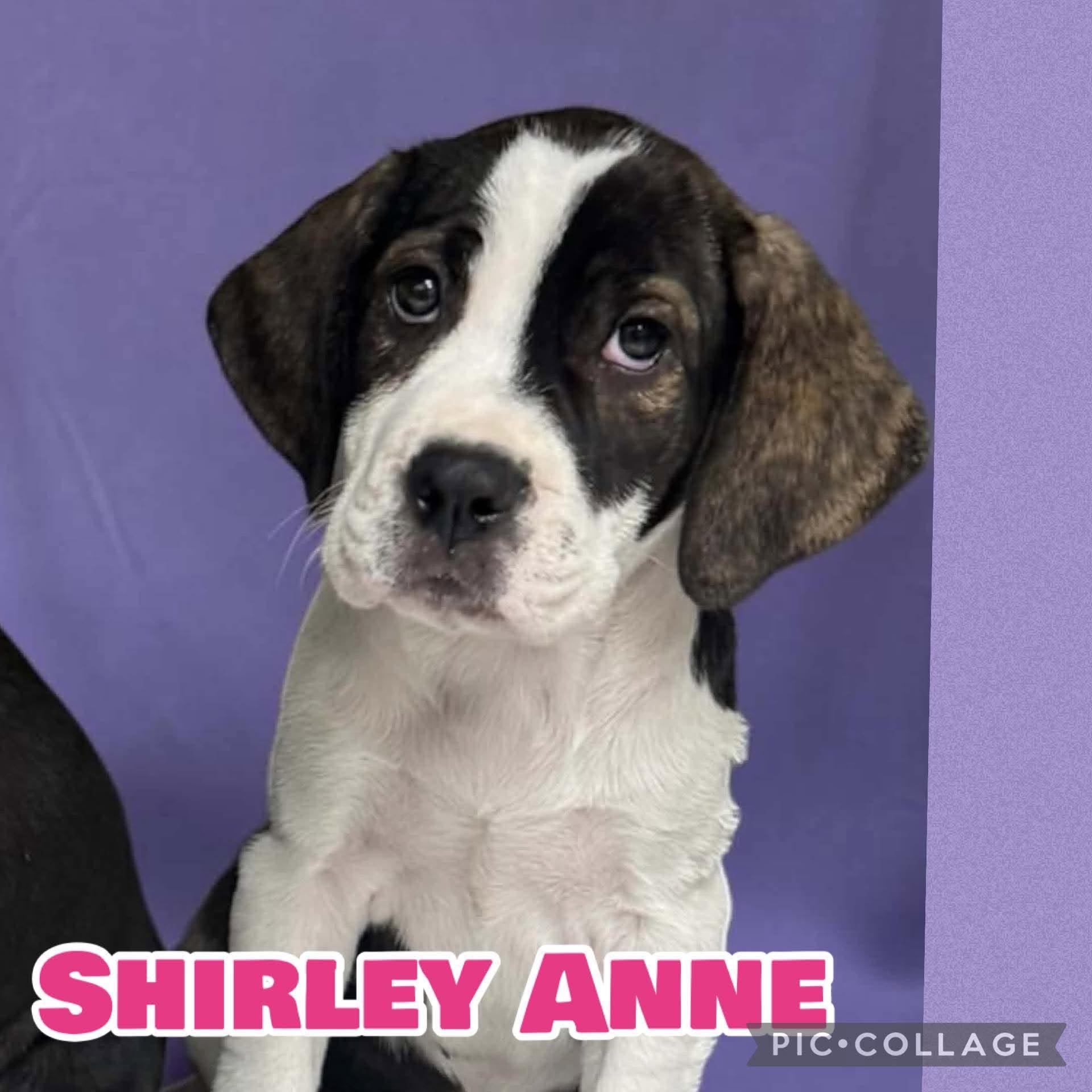 Enlarge Shirley Anne, an adopted mixed breed in Ringwood, NJ image 1/1