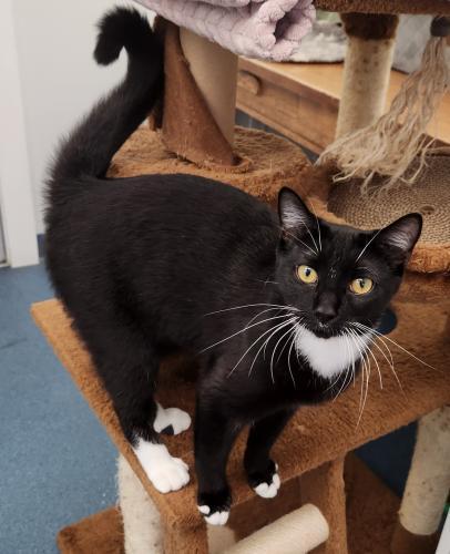Midna, Adoptable, Young Female Domestic Short Hair.