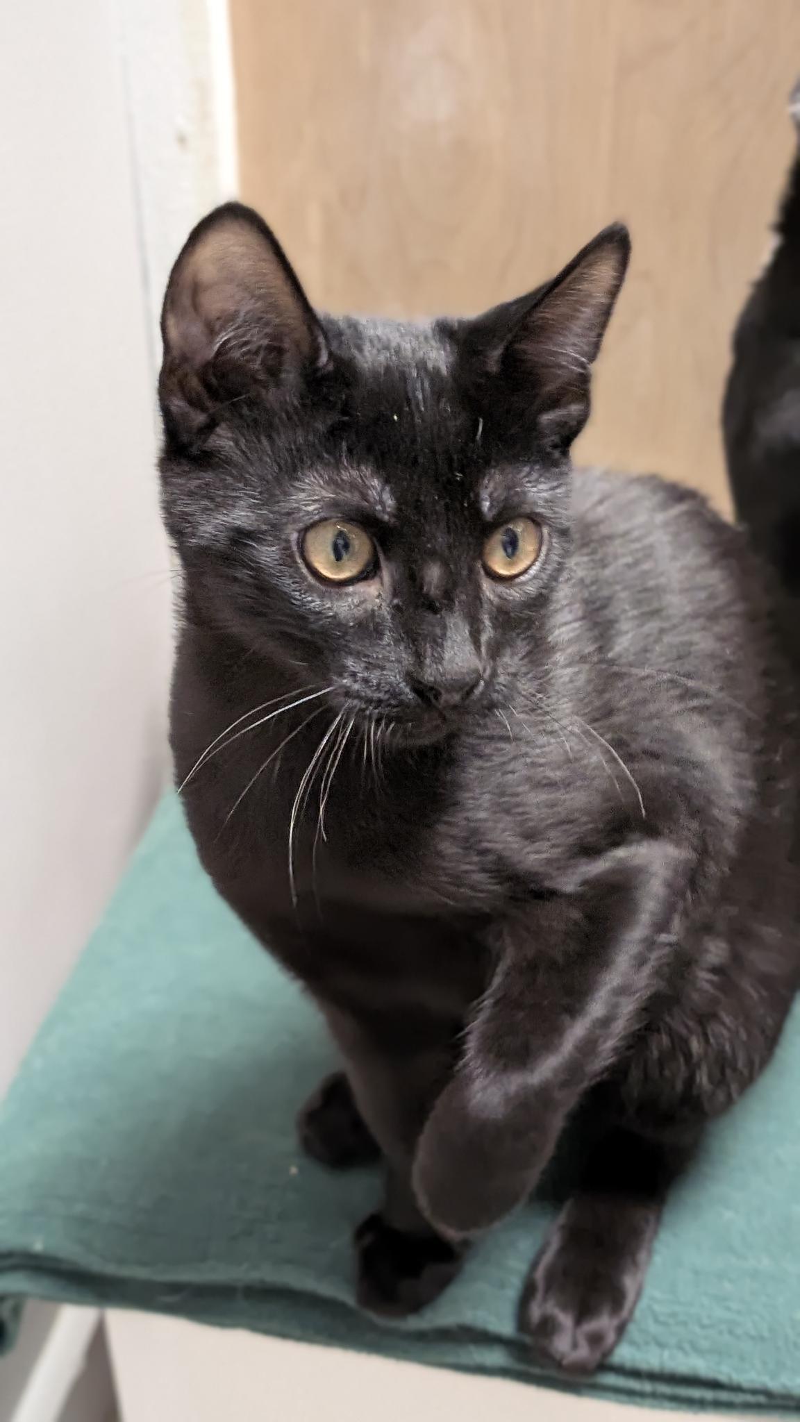 Johnny, ADOPTABLE, Young Male Domestic Short Hair.