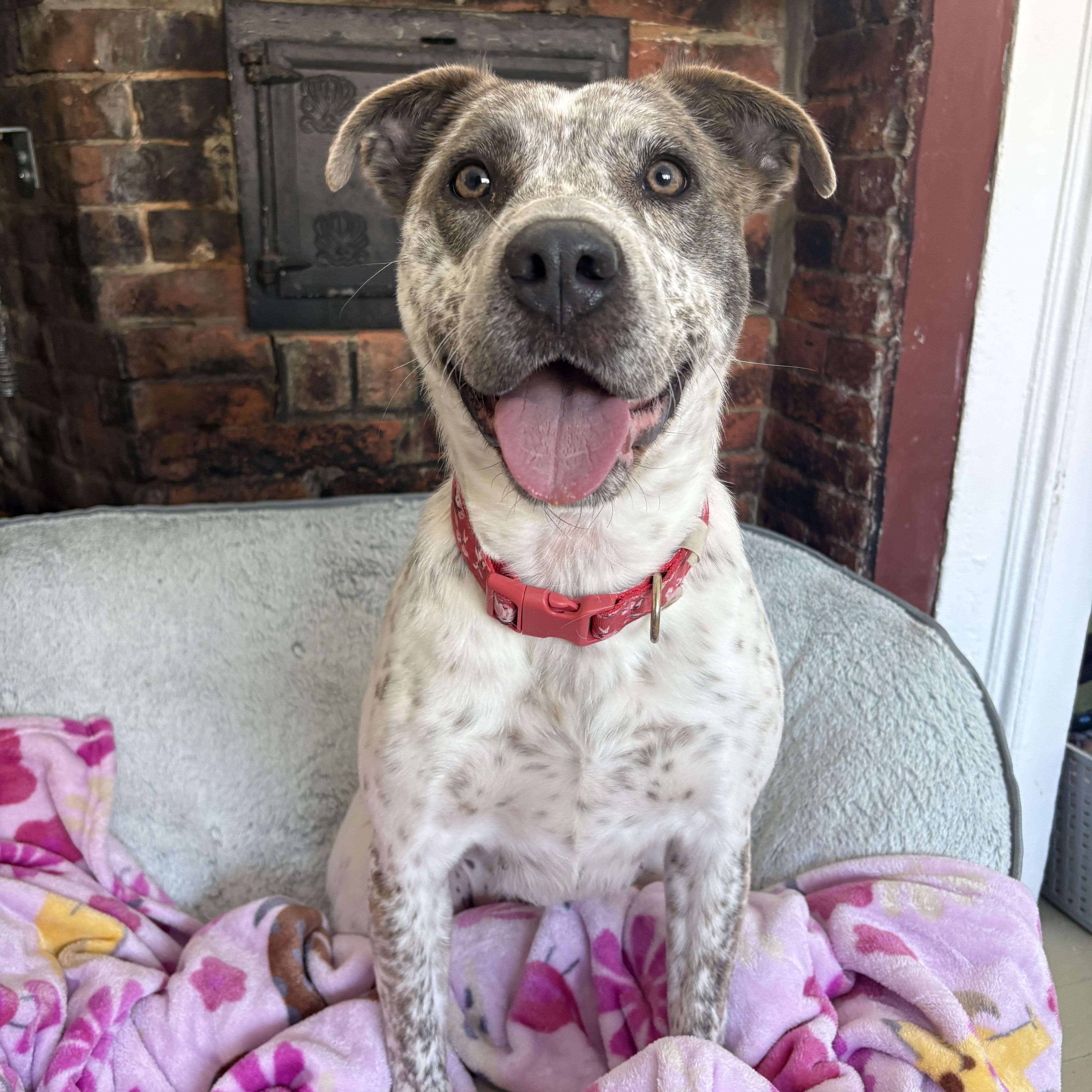 Robyn, a ADOPTABLE mixed breed in New Boston, NH image 1/6