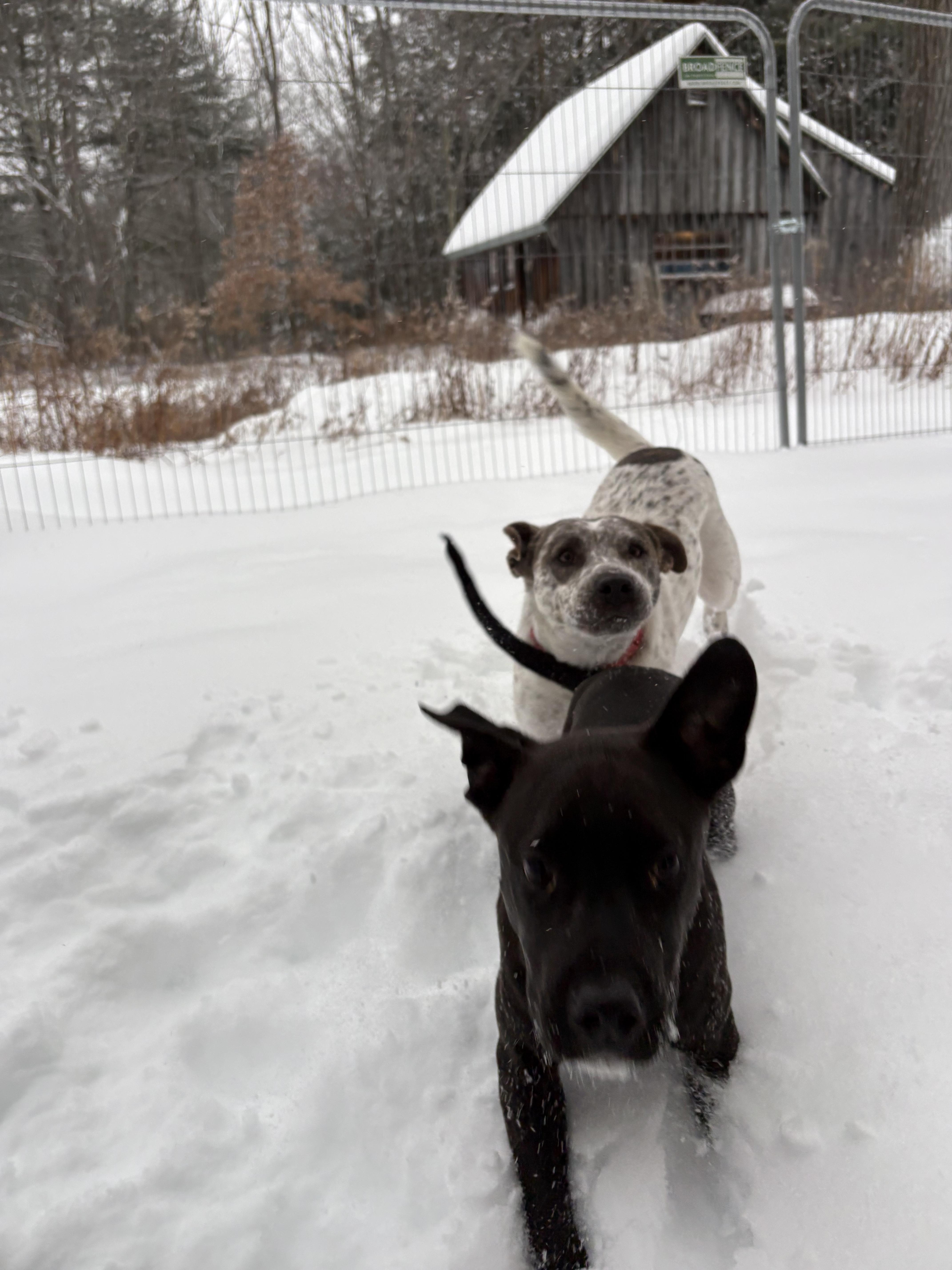 Robyn, a ADOPTABLE mixed breed in New Boston, NH image 3/6