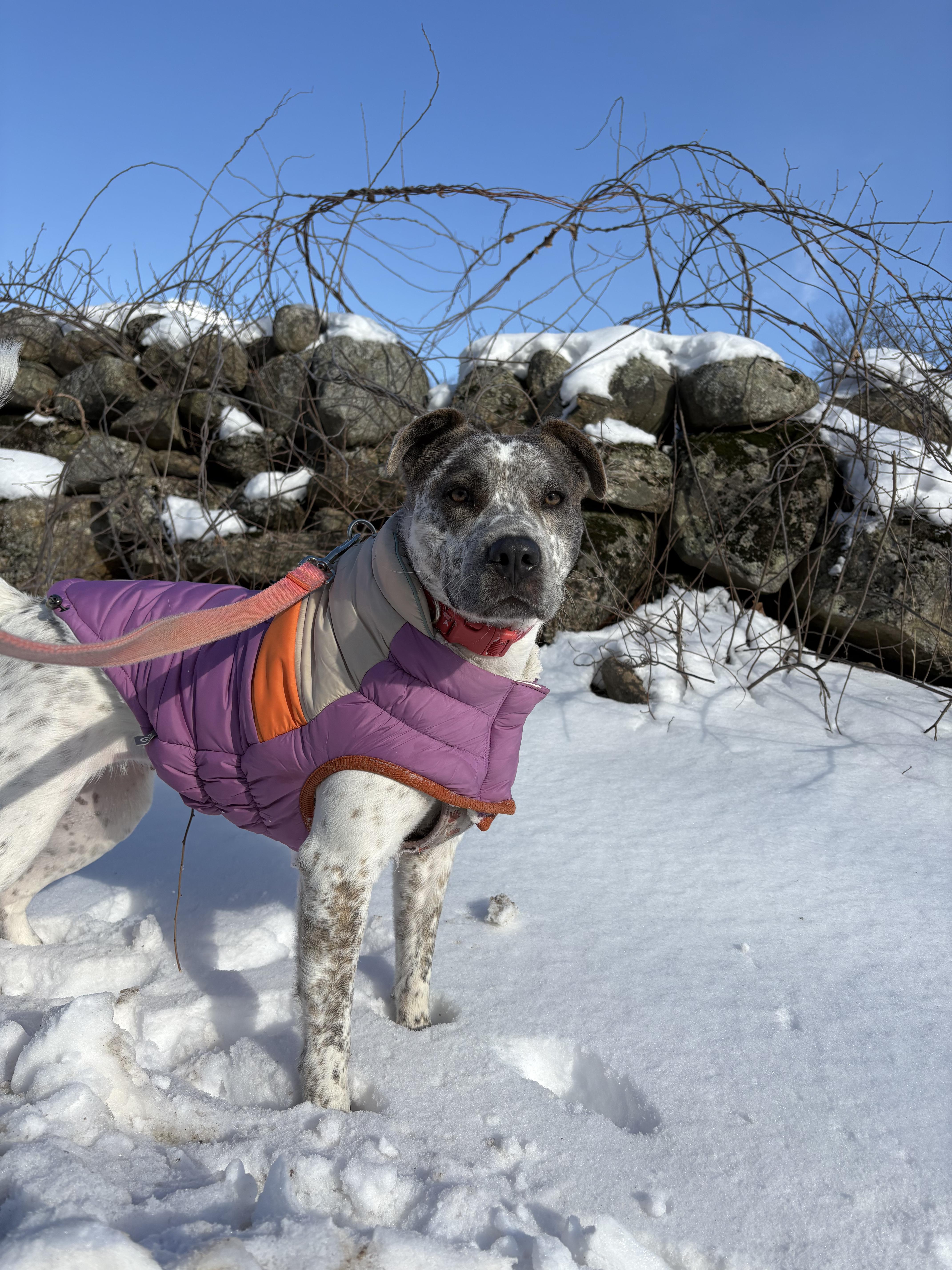 Robyn, a ADOPTABLE mixed breed in New Boston, NH image 2/6