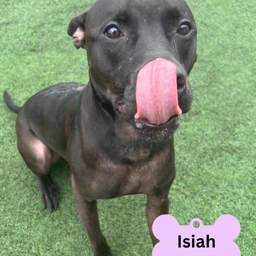 Isiah, Adoptable, Puppy Male Pit Bull Terrier.