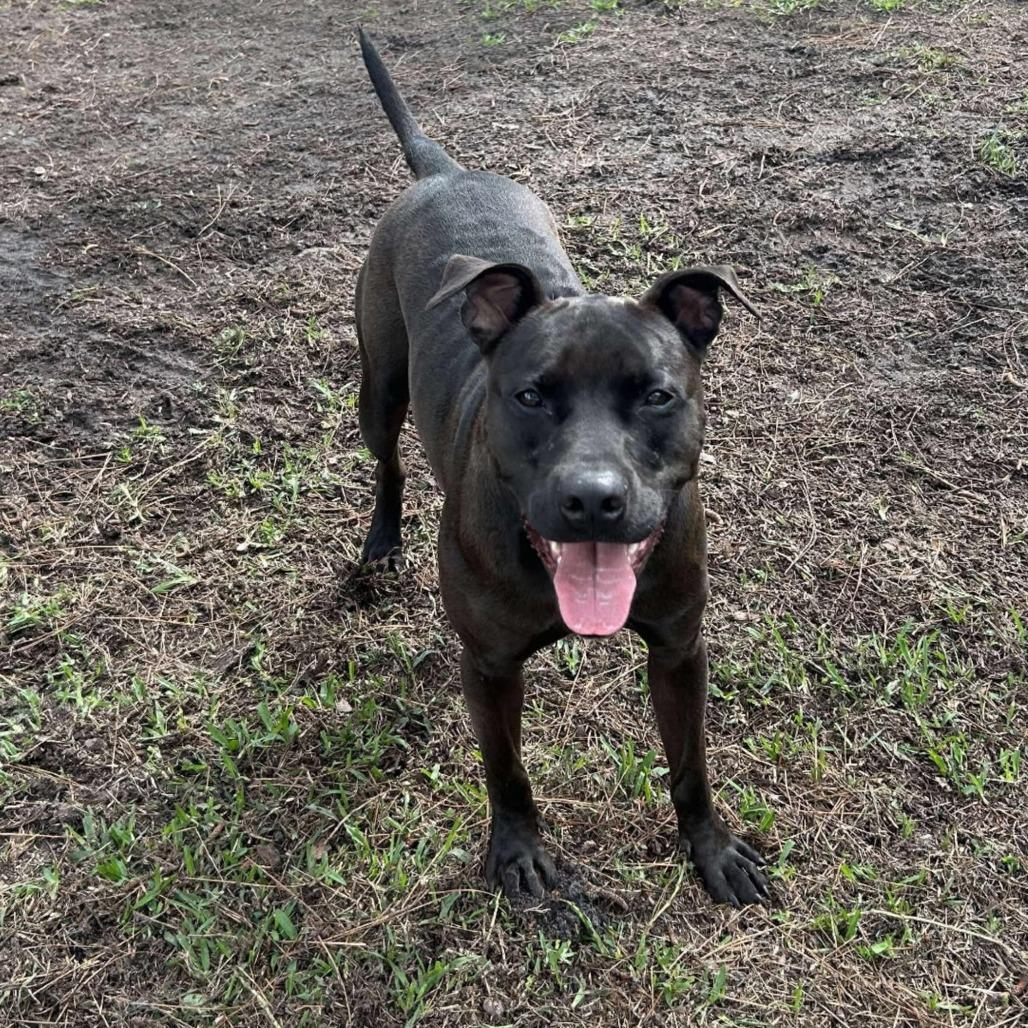 Enlarge Isiah, a Adoptable Pit Bull Terrier in Myrtle Beach, SC image 2/3
