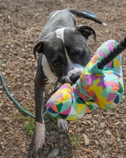Enlarge Nev, a Adoptable Mixed Breed in Chamblee, GA image 2/3