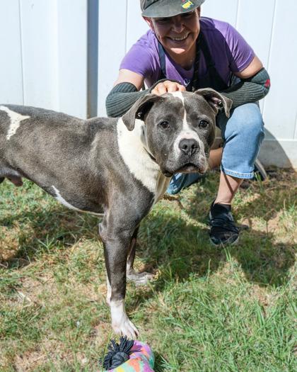 Nev, a Adoptable Mixed Breed in Chamblee, GA image 3/3