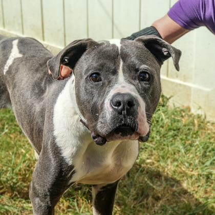 Enlarge Nev, a Adoptable Mixed Breed in Chamblee, GA image 3/3
