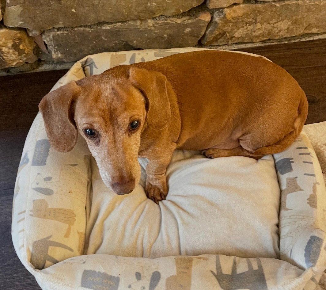 Enlarge Millie3, a Adopted Dachshund in West Columbia, SC image 1/3