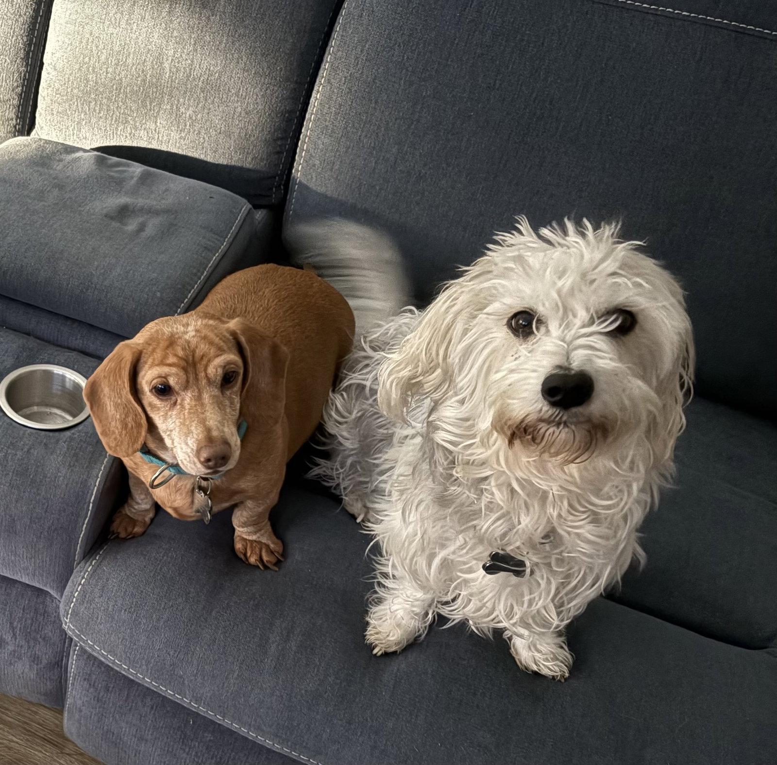 Enlarge Millie3, a Adopted Dachshund in West Columbia, SC image 2/3