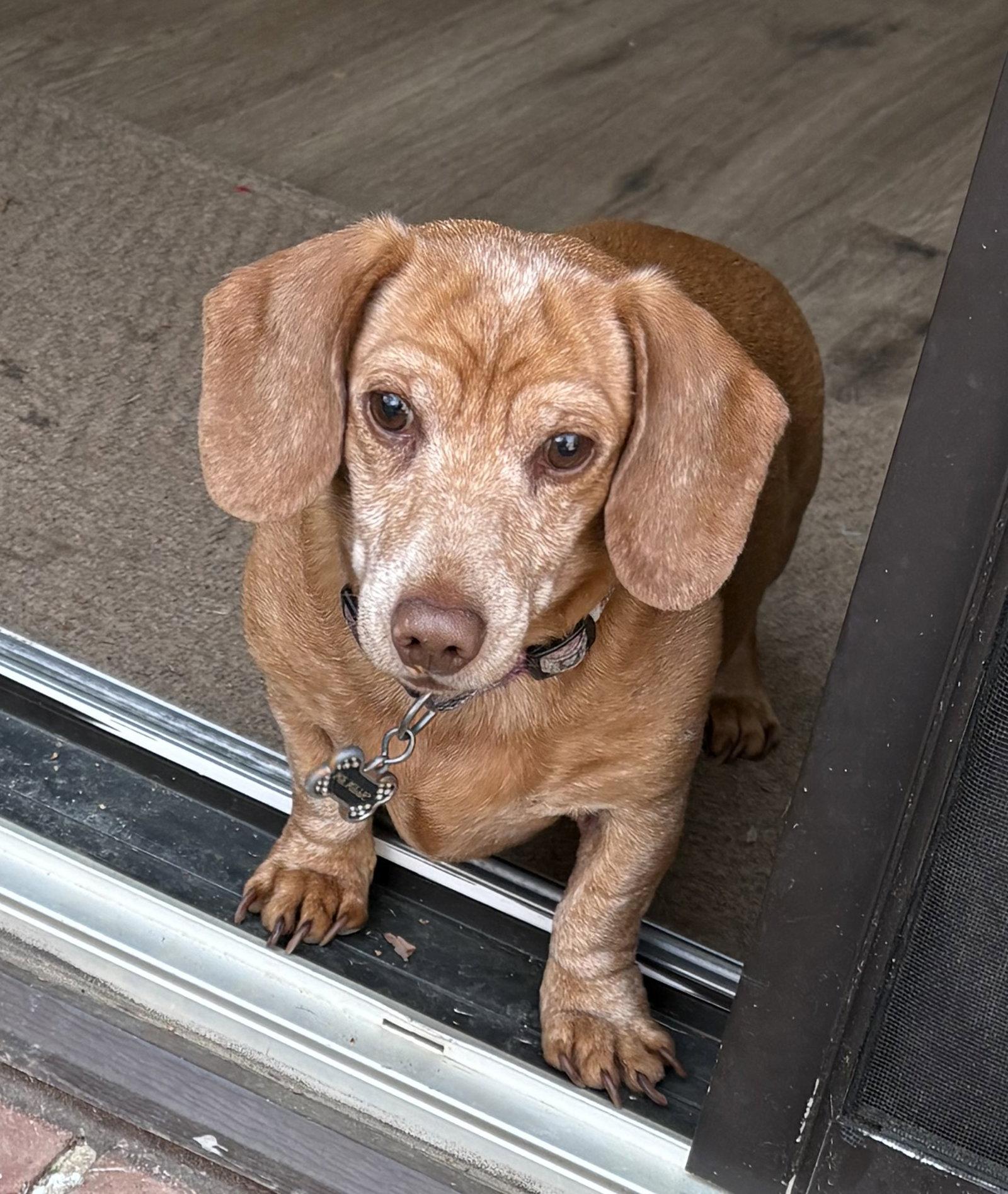Enlarge Millie3, a Adopted Dachshund in West Columbia, SC image 3/3