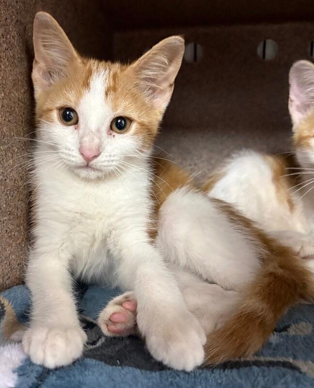 Enlarge Cranberry, a Adoptable American Shorthair in Katy, TX image 1/1