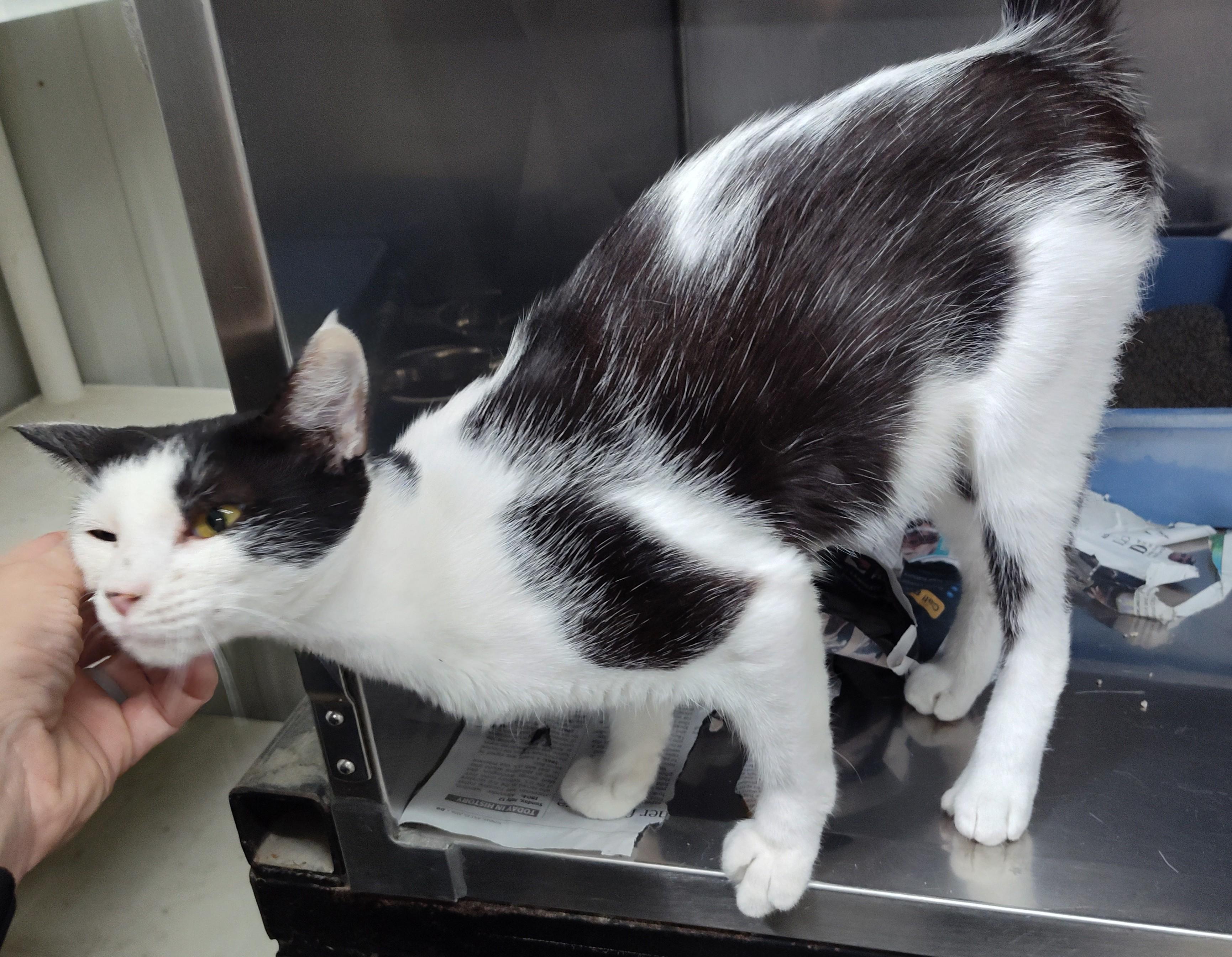 Enlarge NEXUS, a Adoptable mixed breed in Claremore, OK image 1/1