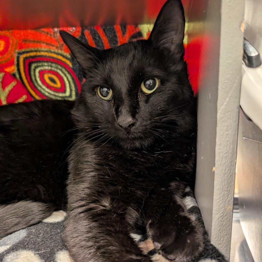 Chumba Wumba, Adoptable, Adult Male Domestic Short Hair.