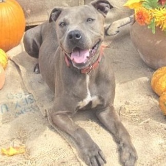 Gigi, a Adoptable mixed breed in Plattsburgh, NY image 2/6