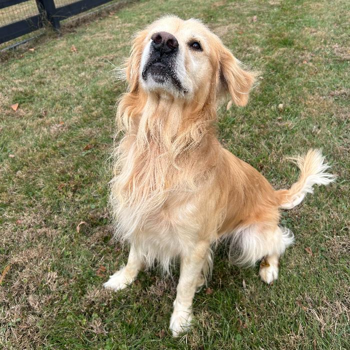 Jacob #7391, Adoptable, Adult Male Golden Retriever.