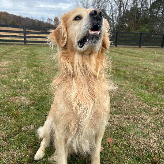 Jacob #7391, a Adoptable Golden Retriever in Louisville, KY image 2/6