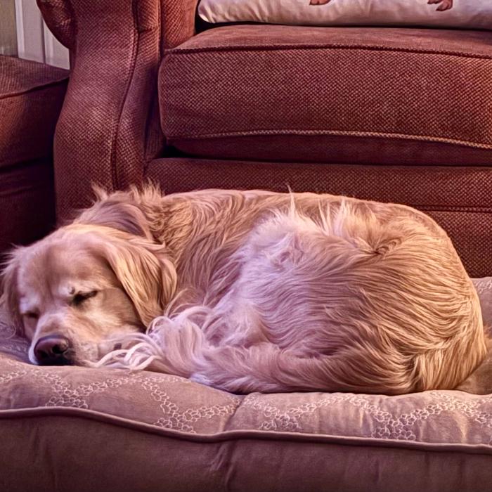 Enlarge Jacob #7391, a Adoptable Golden Retriever in Louisville, KY image 2/6