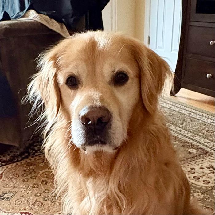 Enlarge Jacob #7391, a Adoptable Golden Retriever in Louisville, KY image 3/6