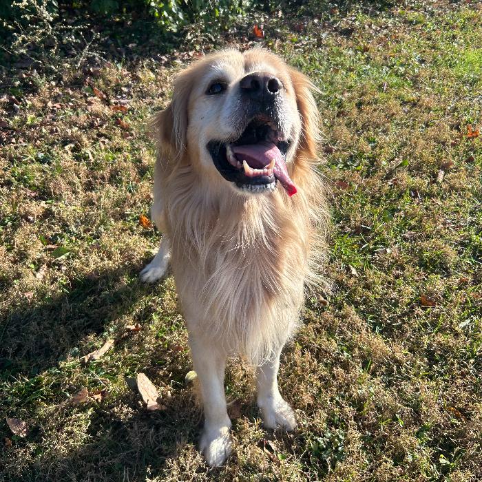 Jacob #7391, a Adoptable Golden Retriever in Louisville, KY image 3/6