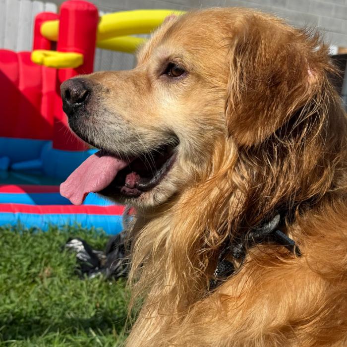 Jacob #7391, a Adoptable Golden Retriever in Louisville, KY image 4/6