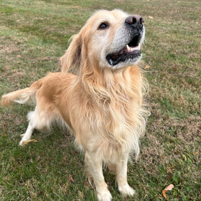 Jacob #7391, a Adoptable Golden Retriever in Louisville, KY image 5/6