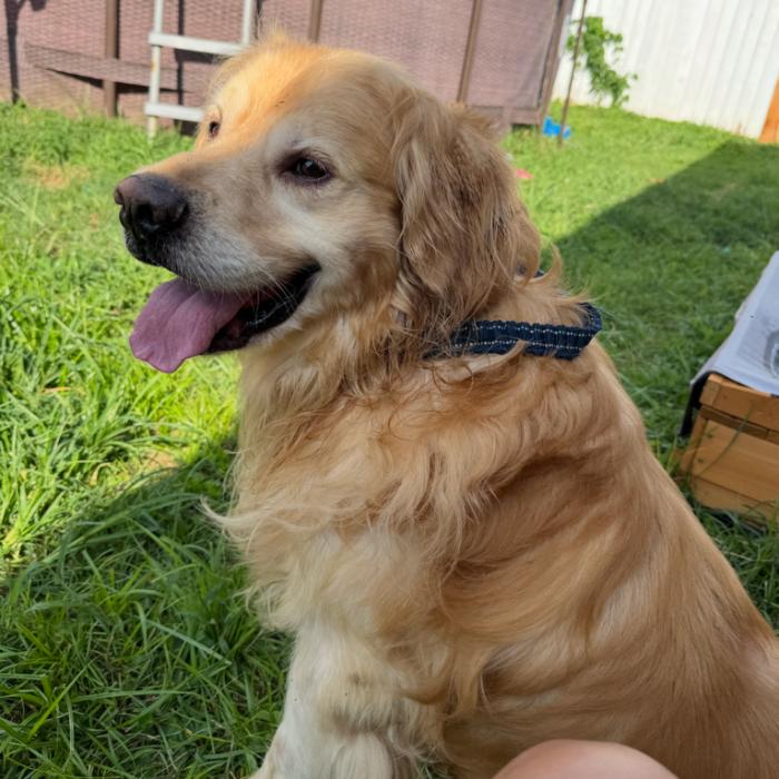 Jacob #7391, a Adoptable Golden Retriever in Louisville, KY image 6/6