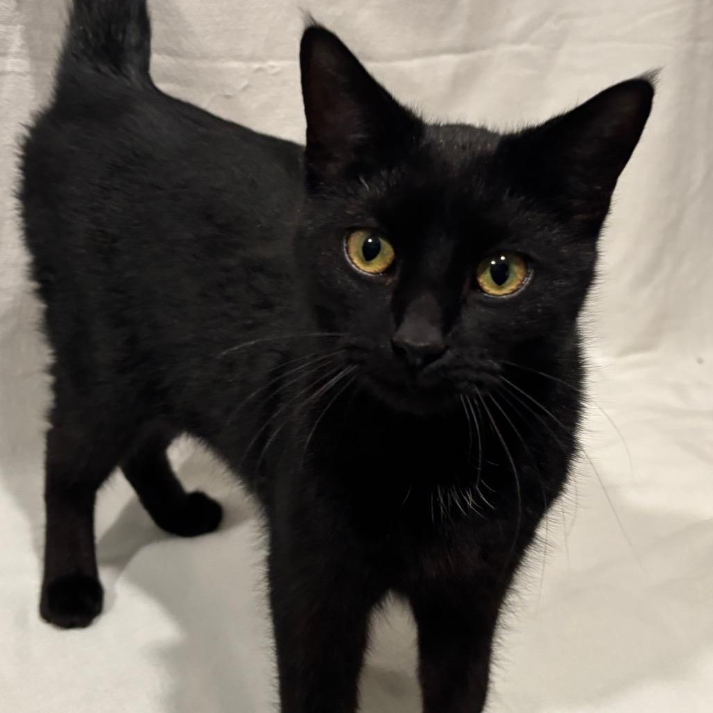 Zero, Adoptable, Young Female Domestic Short Hair.
