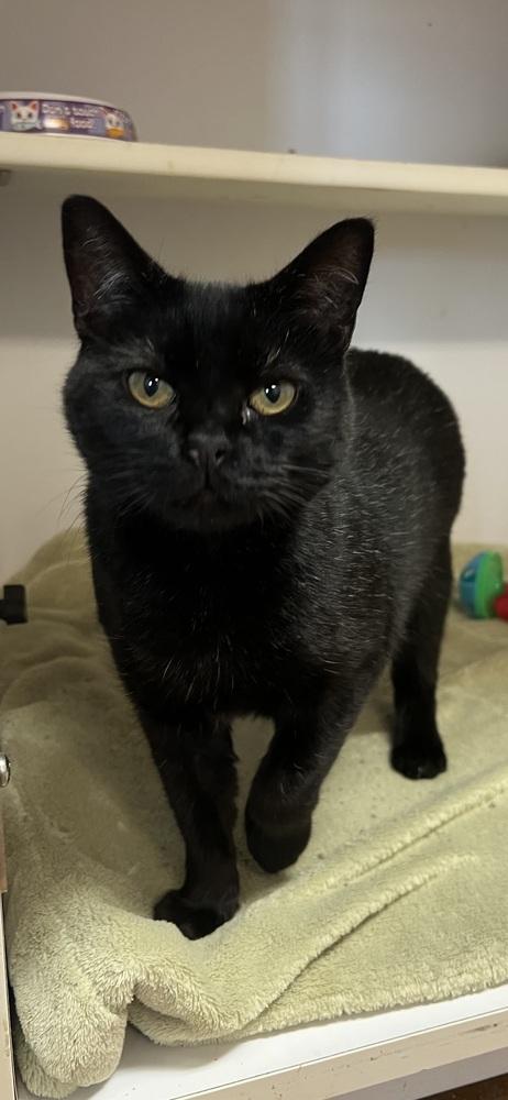 Alice, Adoptable, Adult Female British Shorthair & Domestic Short Hair.