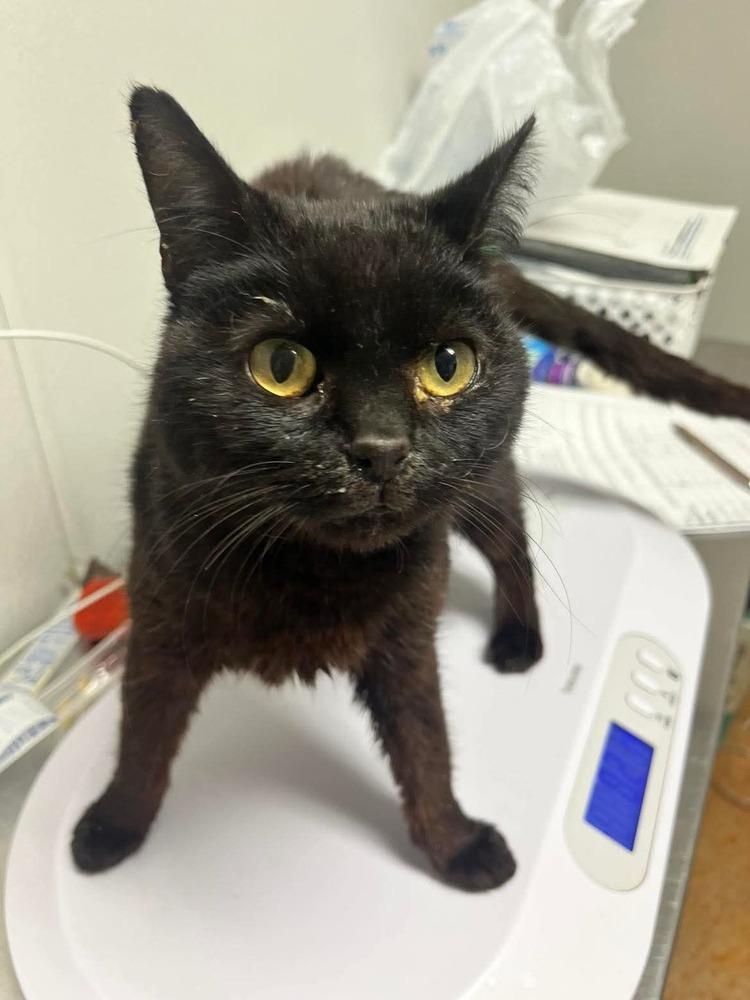 Enlarge Alice, a Adoptable mixed breed in Bolivar, MO image 3/5