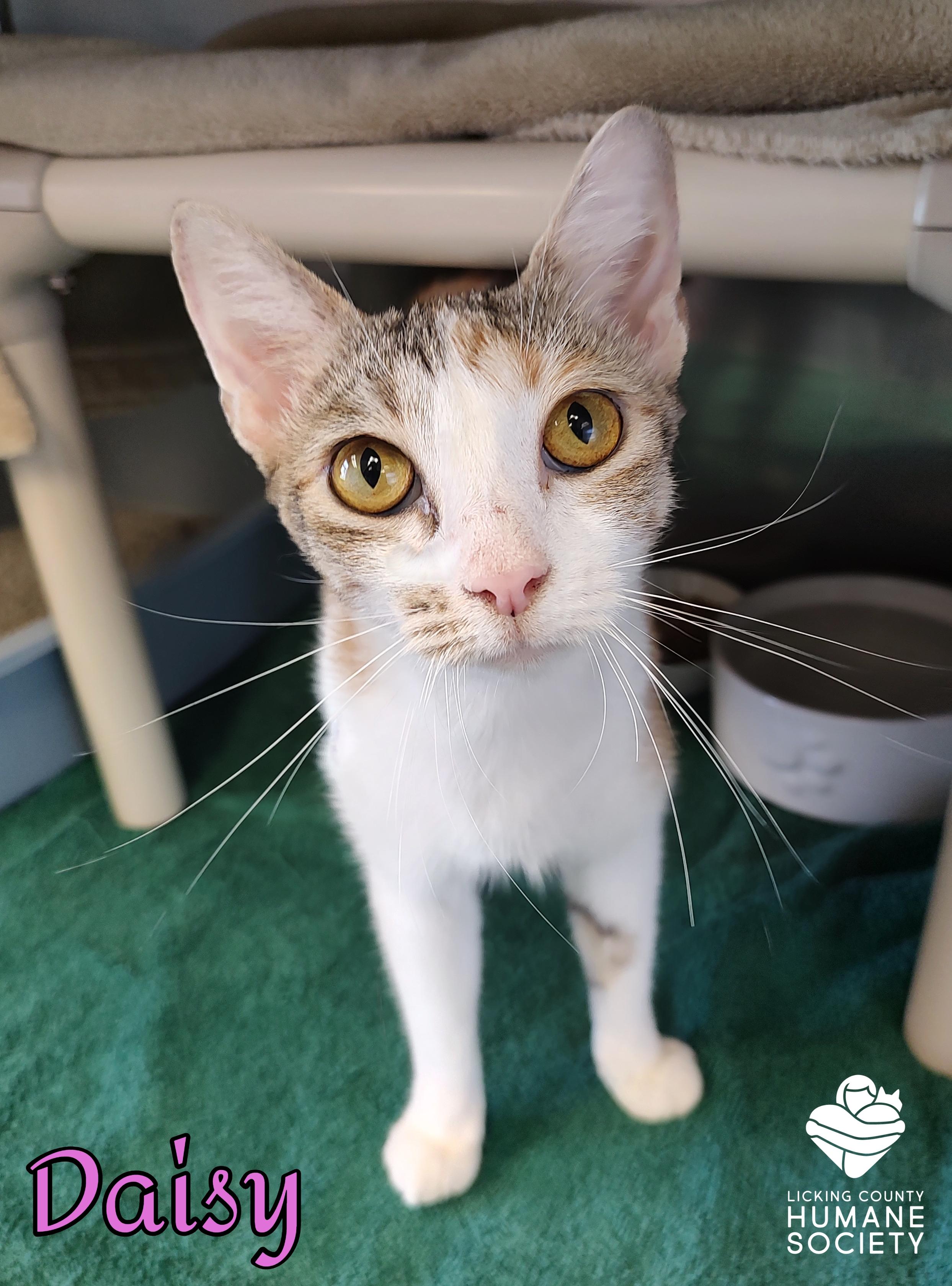 Daisy, Adoptable, Adult Female Domestic Short Hair.