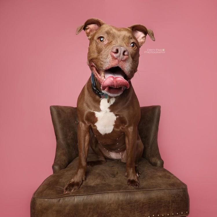 Cass, Adoptable, Adult Female Pit Bull Terrier.